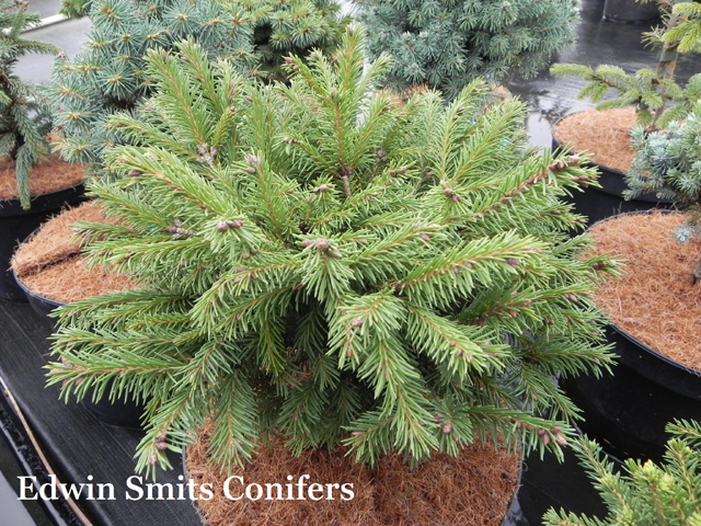 Picea obovata 'Karagay' (06)